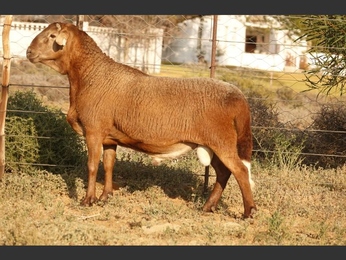 WS 24 3604 | Willem Steenkamp - Wilgerboom Meatmasters