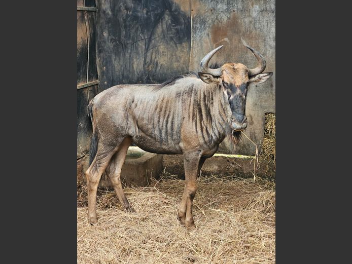 BLOUWILDEBEES | BUFFELSPOORT