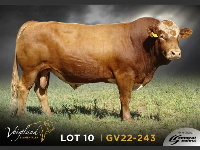 GV22-0243 | VOIGTLAND SIMMENTALER