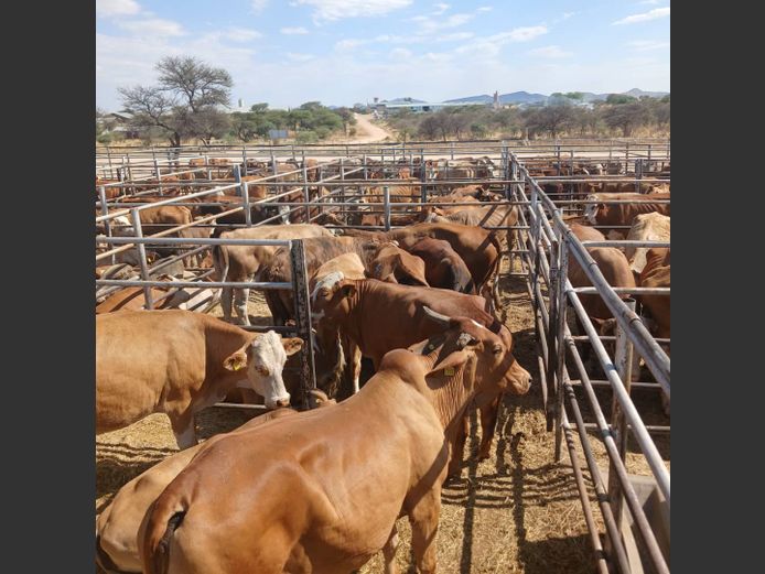 COWS | DOLL FARMING PREMIUM AUCTION