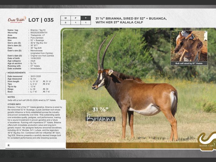 Sable | Dries Visser Safaris CC.