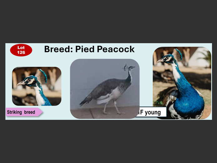 PIED PEACOCKPEACOCK| ANNUAL MYTILUS AND ELOFF