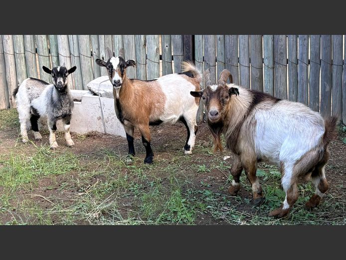 Cameroon Dwergbokkies