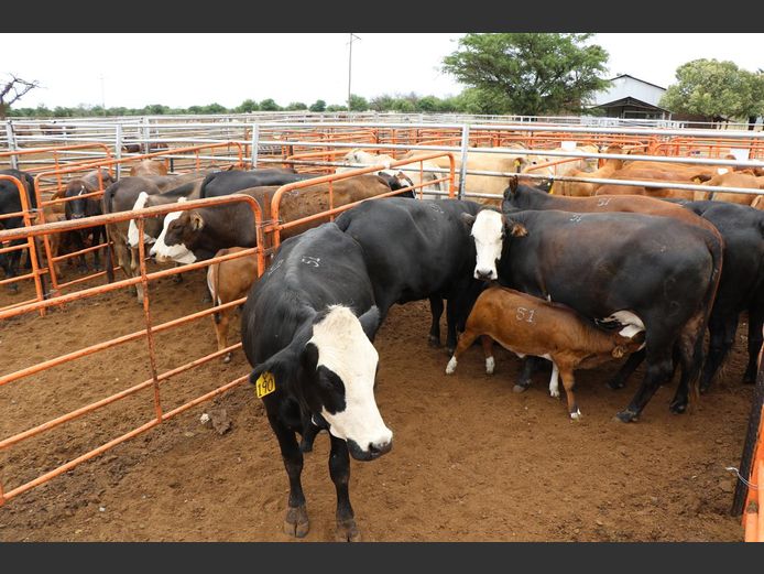 Commercial Animals | JP du Preez