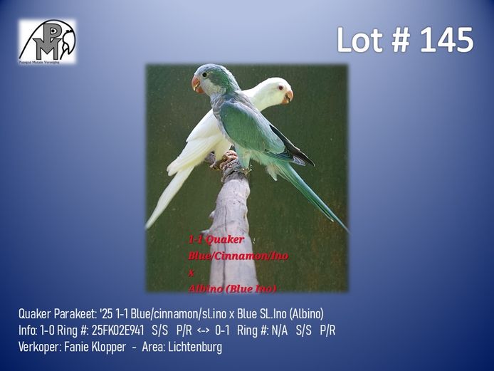 1-1 '25 Quaker Parakeet: Blue/cinnamon/sl.ino x Blue SL.Ino (Albino) - Fanie Klopper