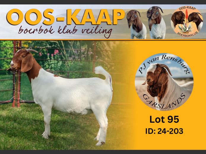 24-203 | PJ van Rensburg