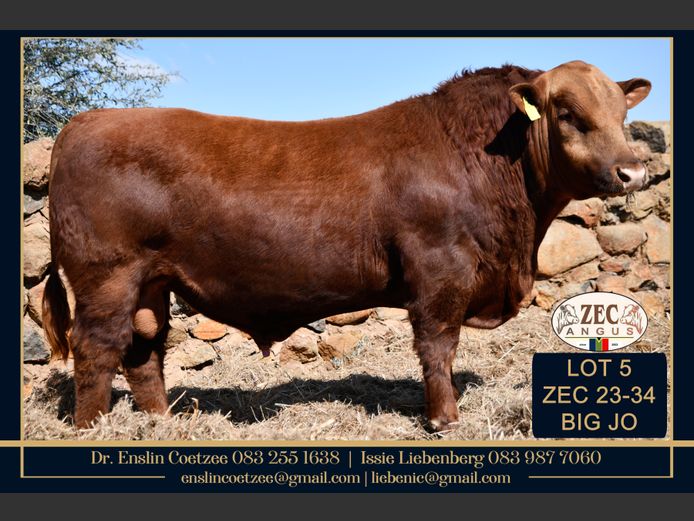 ZEC 230034 | Z.E. COETZEE