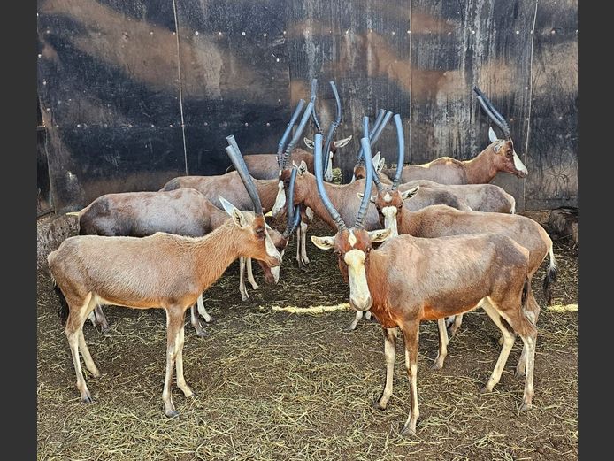 BLESBOKKE | HELICON