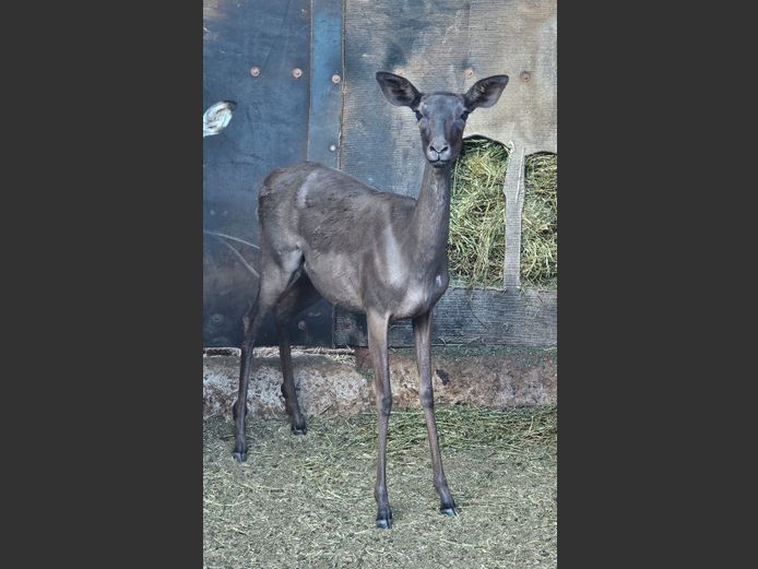 BLACK IMPALA | BUFFELSPOORT