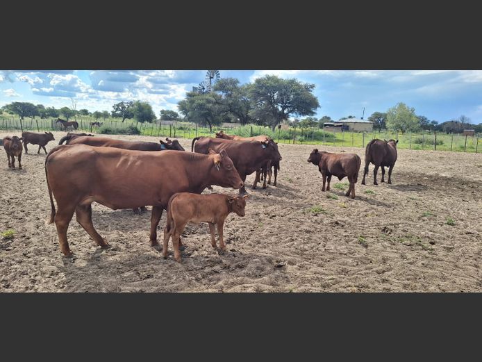 Commercial Animals | Denbot Bonsmaras