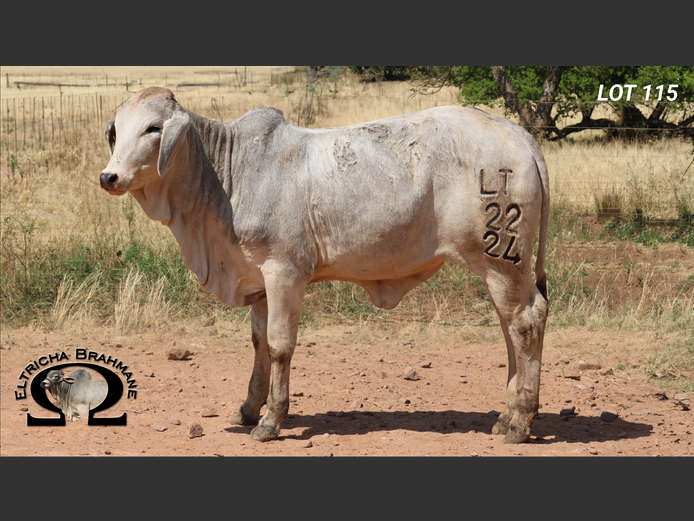 Commercial Animals | ELTRICHA BRAHMANE