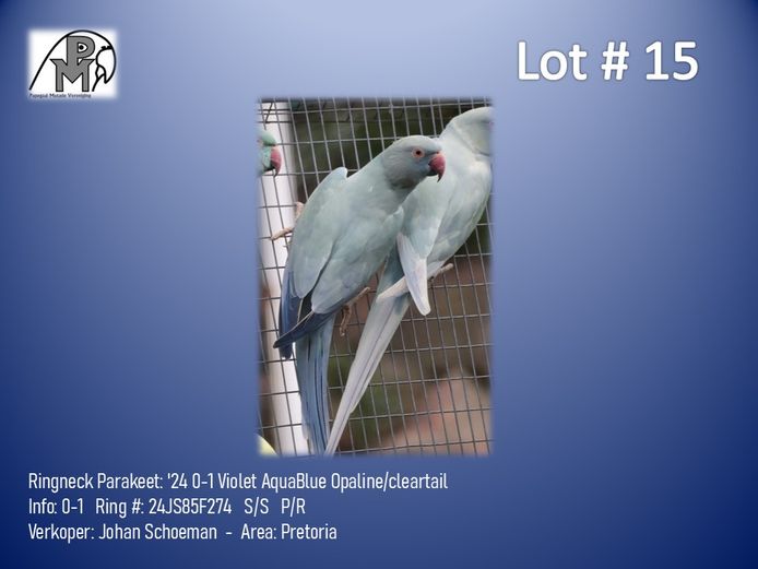 0-1 '24 Ringneck Parakeet: Violet AquaBlue Opaline/cleartail - Johan Schoeman
