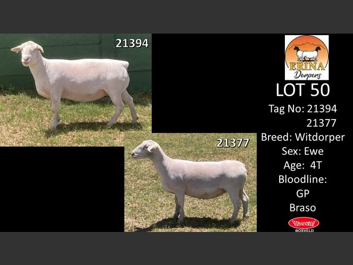 Ewes | ERINA WITDORPERS