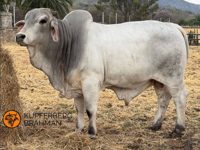 23-0505KU | KUPFERBRG BRAHMAN