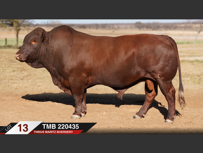 TMB220435 |  THINUS MARITZ BOERDERY