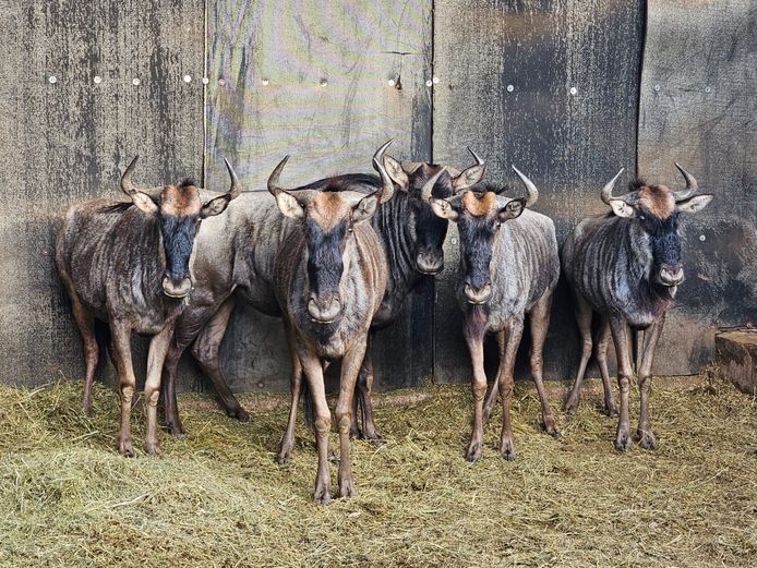 BLUE WILDEBEEST | DAGBREEK