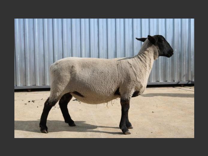 369230030 | GOOSEN SUFFOLK STOET