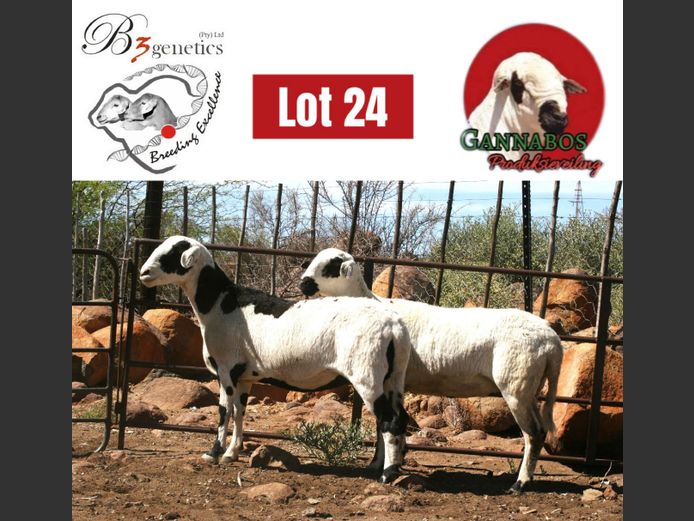 BBB24-0063 | B3genetics Pty Ltd