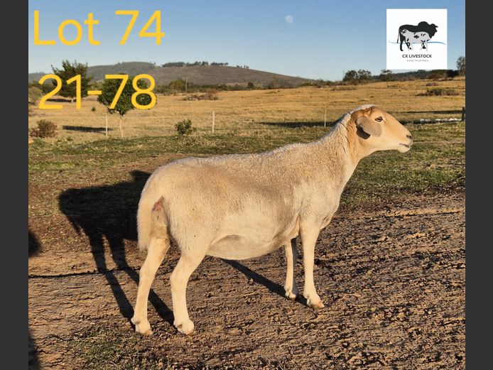 21-78 | CX LIVESTOCK