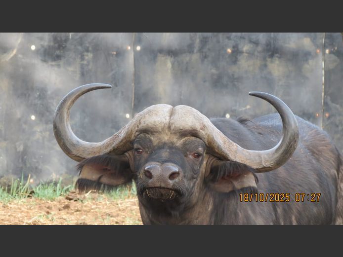 BUFFALO 39” | DANIE RUST