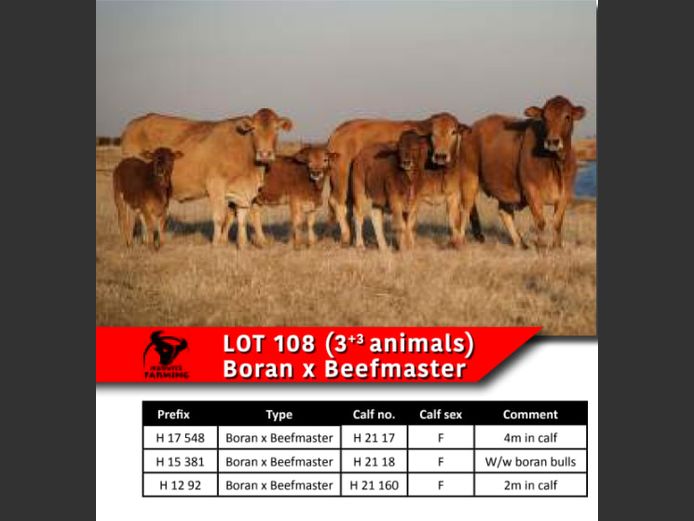 BORAN x BEEFMASTER COWS