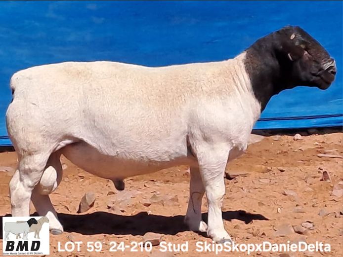 24-210 | BROER MARITZ DORPERS