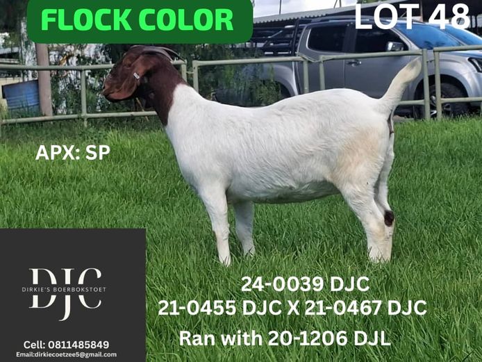 24-0039 DJC | DIRKIE COETZEE