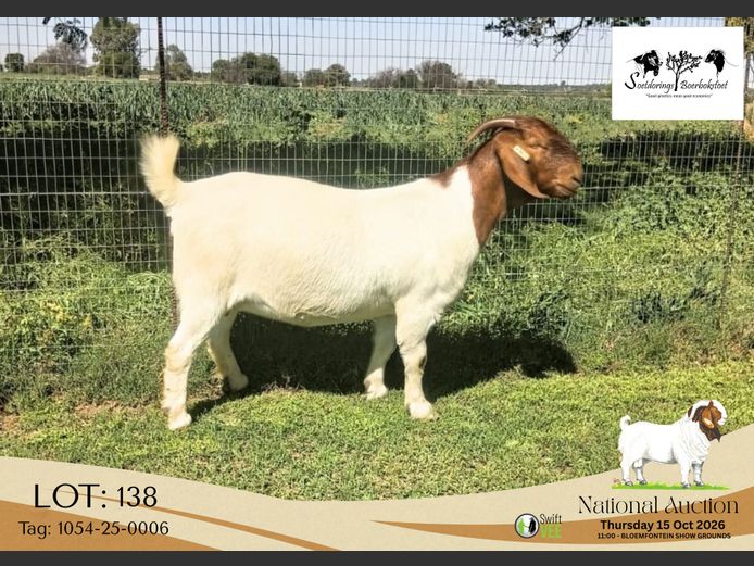 1054-25-0006 | Soetdorings Boerbokstoet