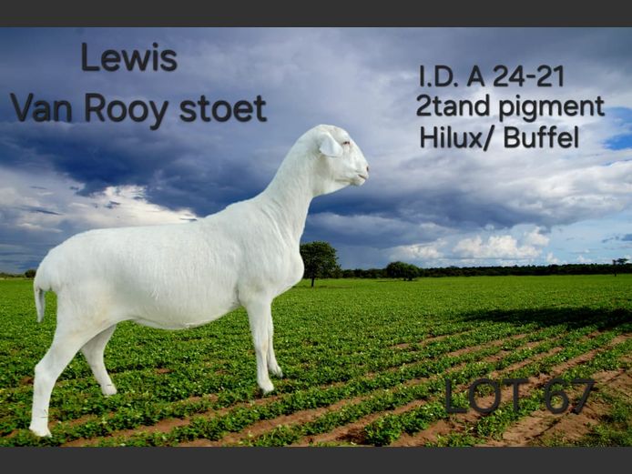 A24-21 | LEWIS VAN ROOY STUD