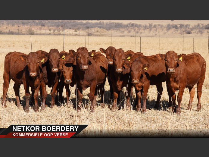 Commercial Animals | Netkor- Naboomspruit
