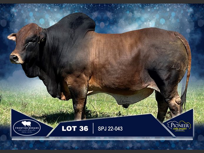 SPJ 220043 | S.P. JOHNSON