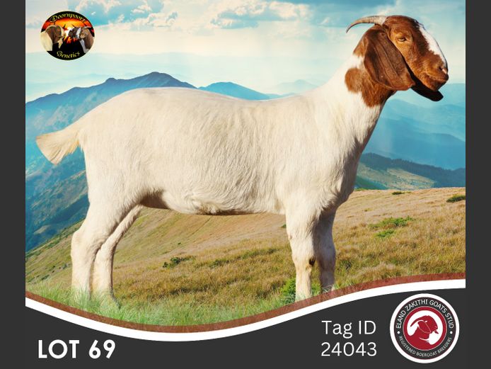 240043 | ELAND ZAKITHI BOER GOAT STUD