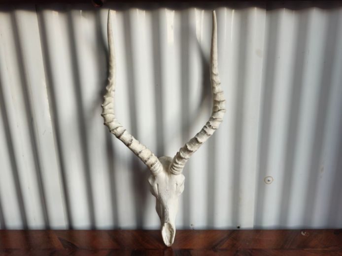 Wall Mount Decorative Impala Skull Horns Plaster Cast