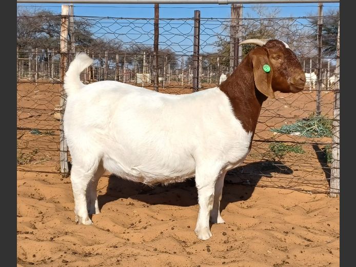 554250007 | WITSAND BOERBOKSTOET