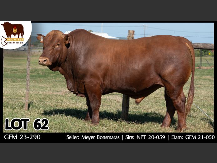 GFM 230290 | MEYER BONSMARAS
