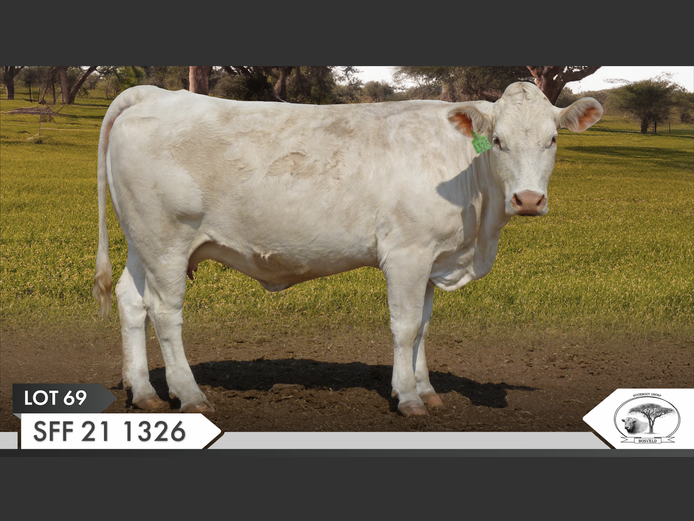 SFF 211326 | KOPERKOP HUGENOOT STOET