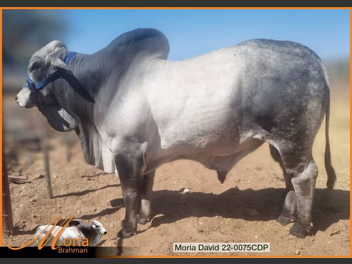22-0075CDP | MORIA BRAHMAN