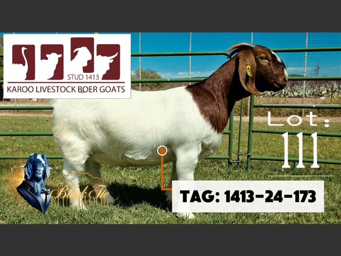1413 240173 | Karoo Livestock Boer Goat Stud