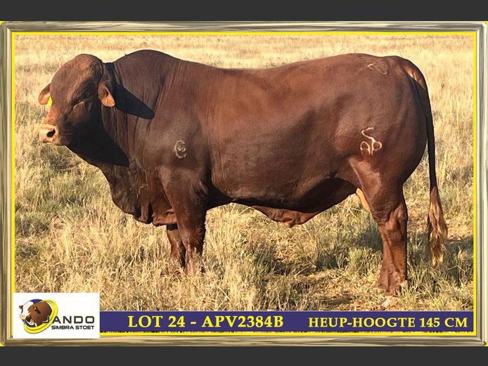 APV2384B | AP VAN WYK EN SEUNS