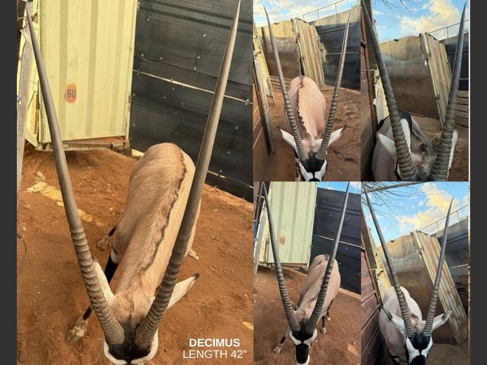 ORYX | GOLDEN GAME WILDLIFE