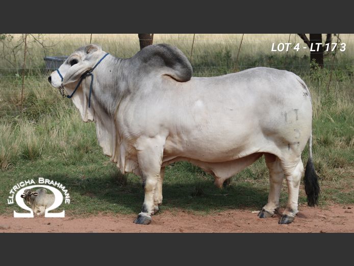 LT173 | TRICHARDT LG