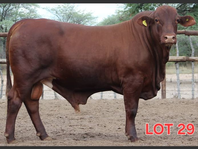 DROUGHT MASTER - BULL