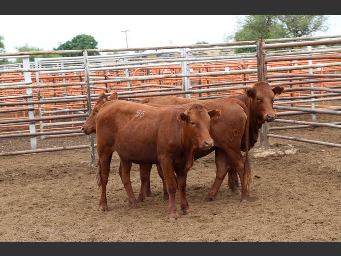 Commercial Animals | JP du Preez