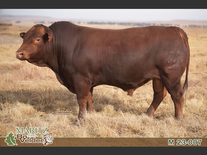 M230007 | Maritz Bovelders