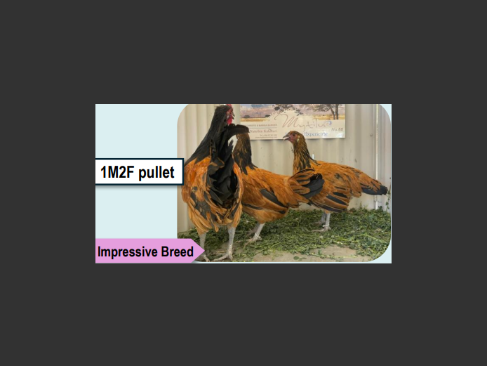 VORWERK PULLET | ANNUAL MYTILUS AND ELOFF