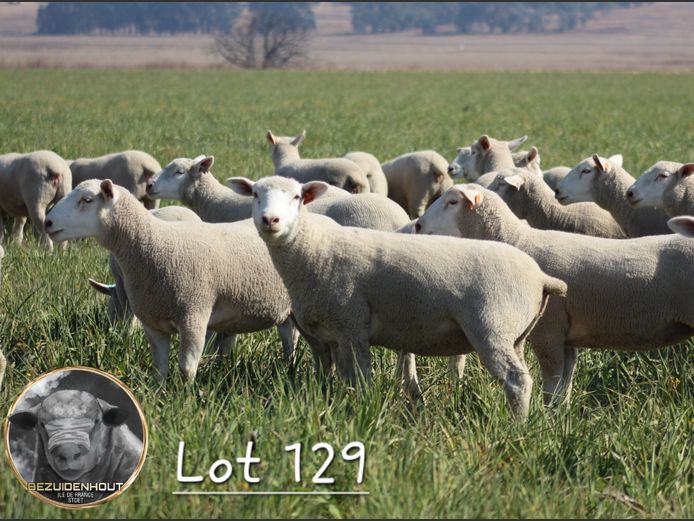 Commercial Animals | BEZUIDENHOUT ILE DE FRANCE
