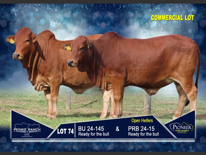 Commercial Animals | PEINKE RANCH