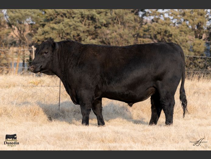 KCM 230080 | TABLE HILL FARMING PTY LTD