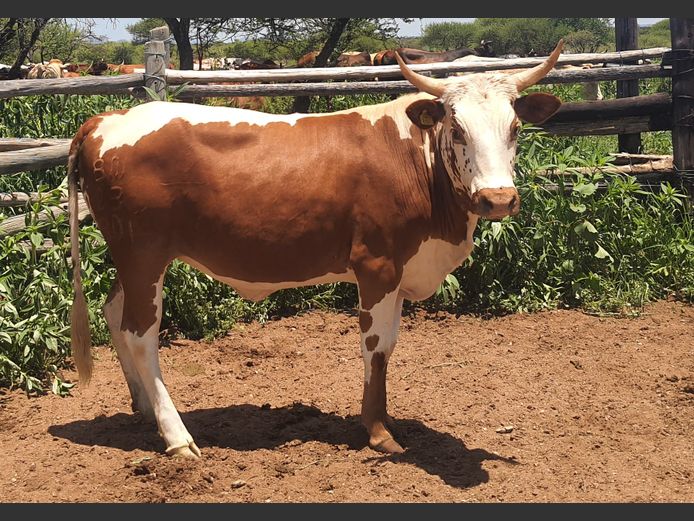 Commercial Animals | BOTHMA NGUNIS