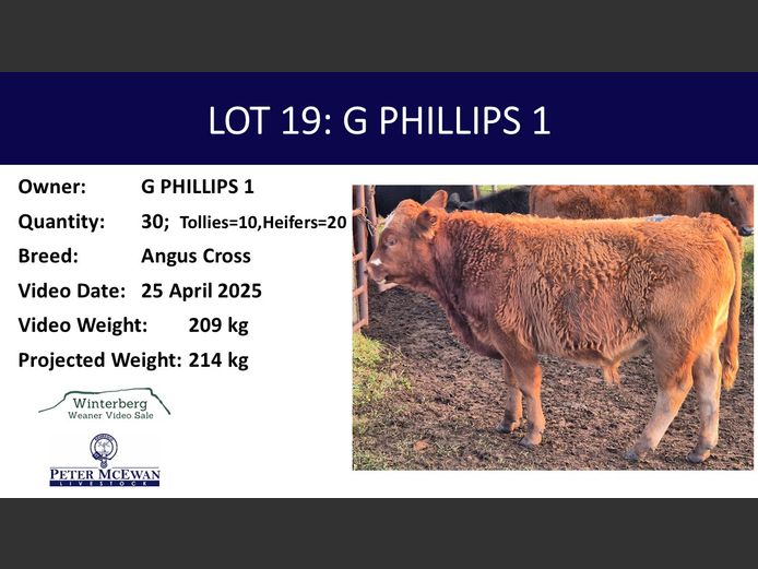 Weaners | G PHILLIPS1